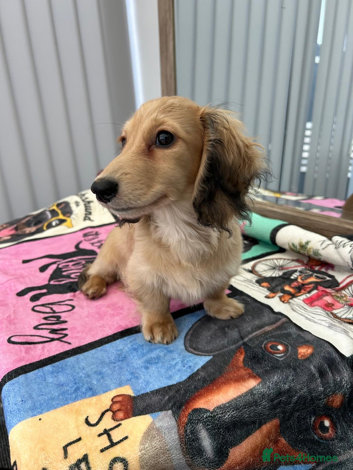 Miniature Dachshund dogs Mini Long Haired Male / Female Dachshund - Advert 4