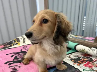 Miniature Dachshund dogs Mini Long Haired Male / Female Dachshund - Advert 4