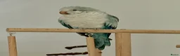 Parrots birds for sale: Pair of Quaker parrots - Advert 6