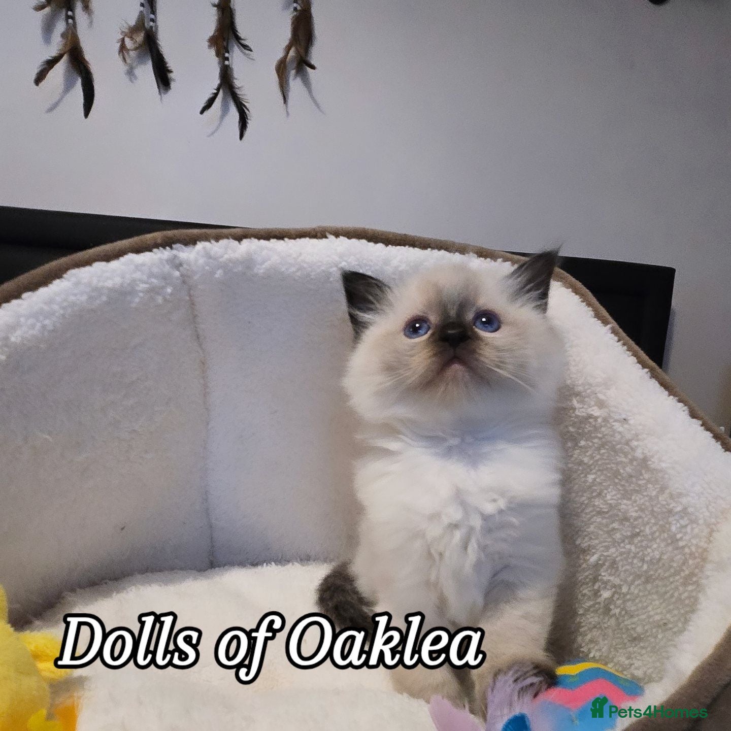 Ragdoll cats Gorgeous Pedigree ragdoll  - Advert 5