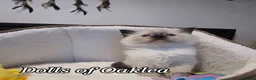Ragdoll cats for sale: Gorgeous Pedigree ragdoll  - Advert 1