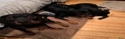 Mixed Breed dogs for sale: Rottweiler x Old Tyme Bulldog Puppies 6 months old - Advert 6