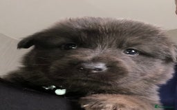 German Shepherd dogs for sale: Blue German Shepherd  - Image 4