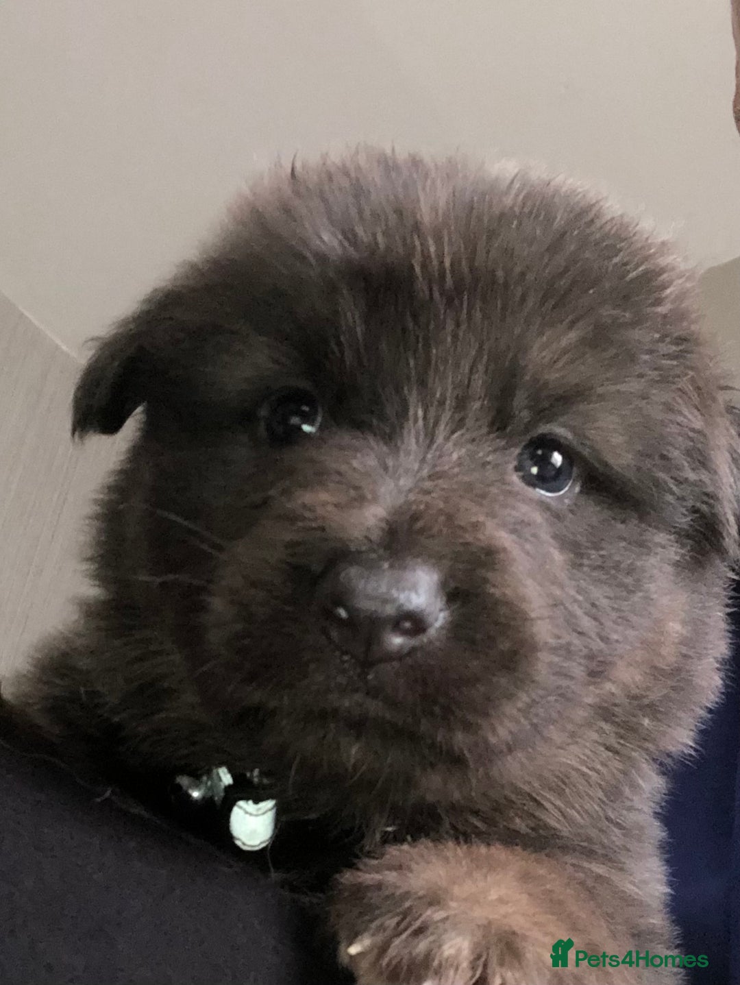 German Shepherd dogs for sale: Blue German Shepherd  - Image 4