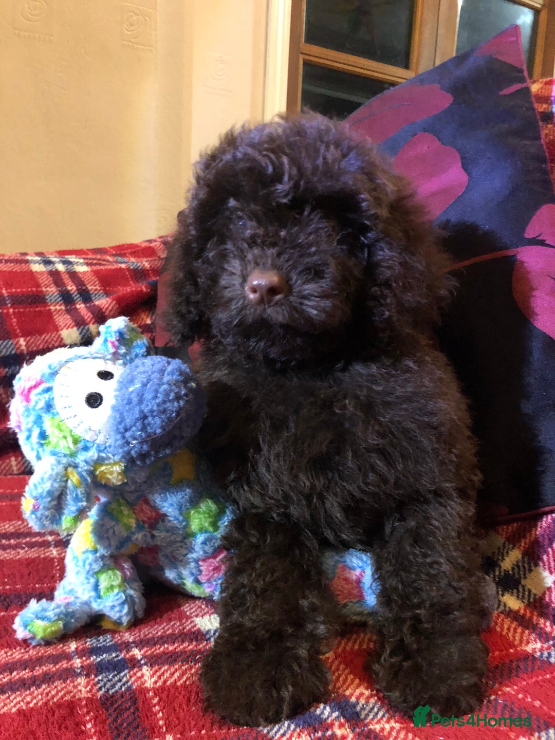 Cockapoo dogs for sale: Cockapoo puppies for sale  - Advert 18