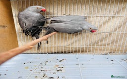 Ringnecks birds for sale: Stunning rare Ringnecks for sale  - Image 2