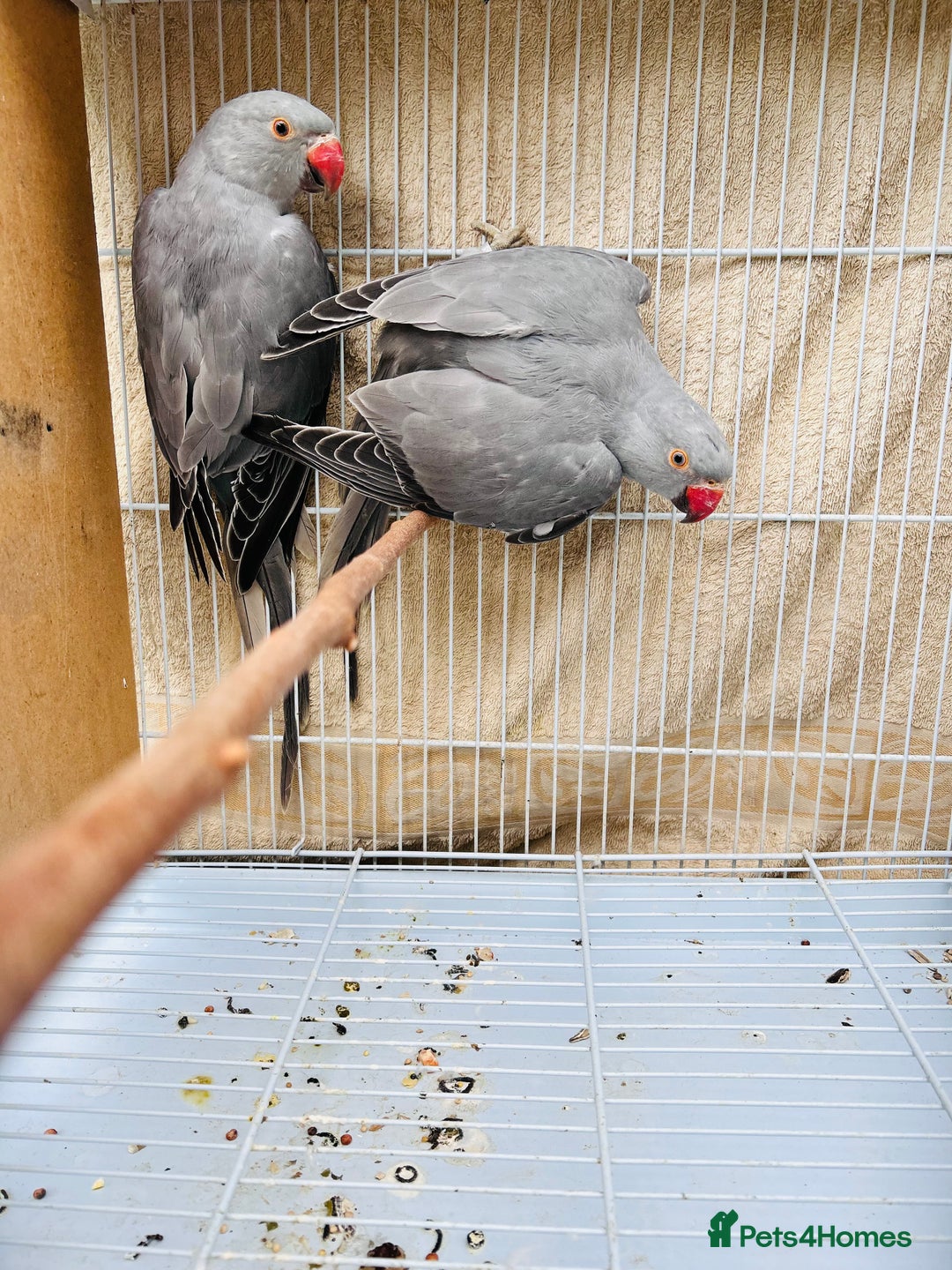 Ringnecks birds for sale: Stunning rare Ringnecks for sale  - Image 2