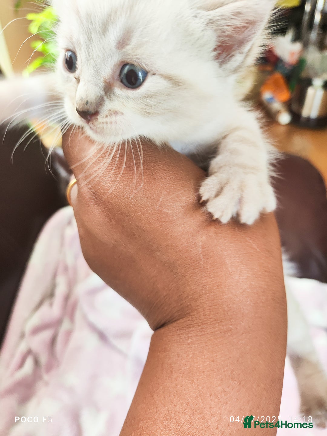 Mixed Breed cats for sale: Ragdoll Bengal mix kittens available for sale - Image 7