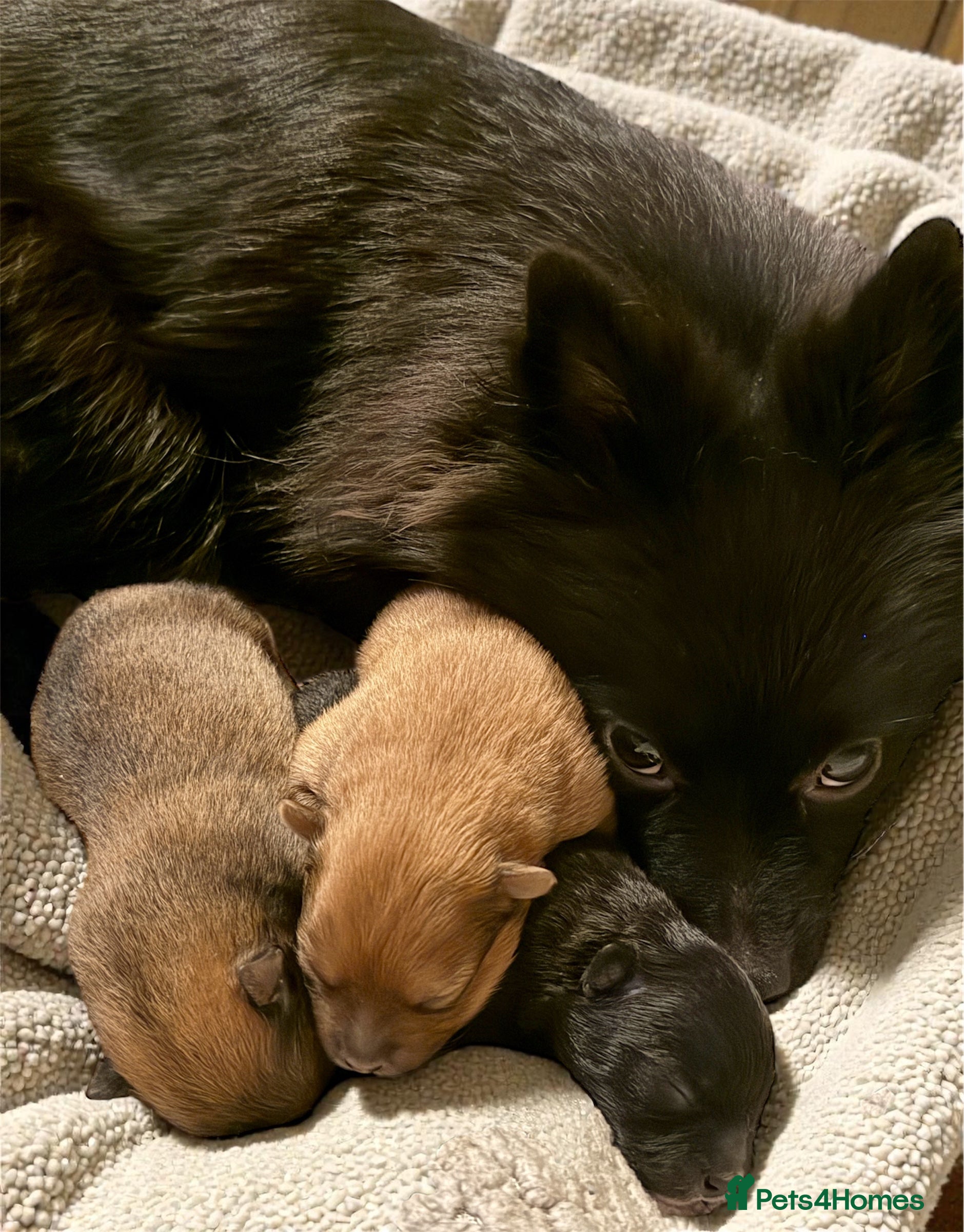 Pomeranian dogs Adorable Pomeranian puppies - ready January 25! - Advert 1