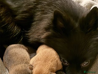 Pomeranian dogs Adorable Pomeranian puppies - ready January 25! - Advert 1