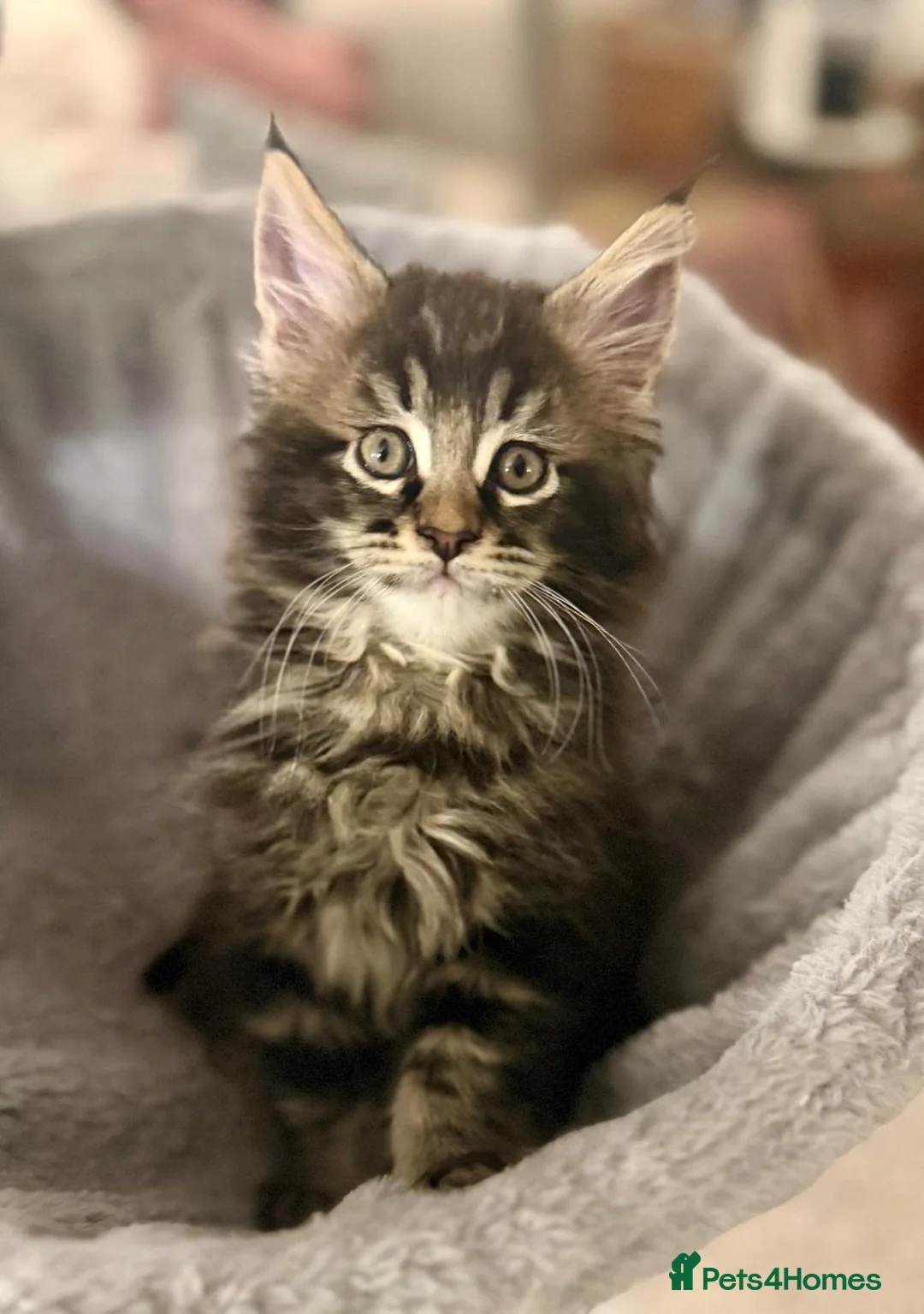 Maine Coon cats for sale: Beautiful Maine Coon Kittens - Advert 1