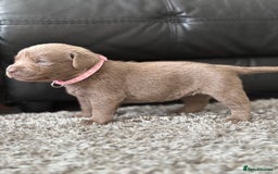 Labrador Retriever dogs for sale: Stunning Charcoal Labrador puppies - Image 7