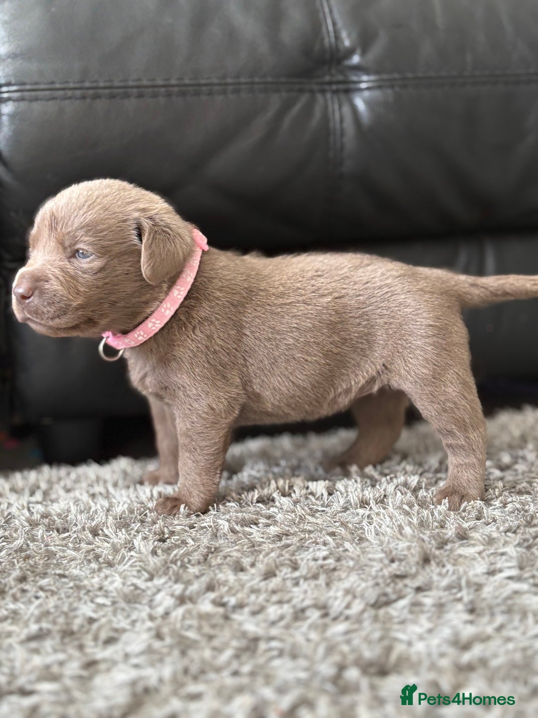 Labrador Retriever dogs for sale: Stunning Charcoal Labrador puppies - Image 7