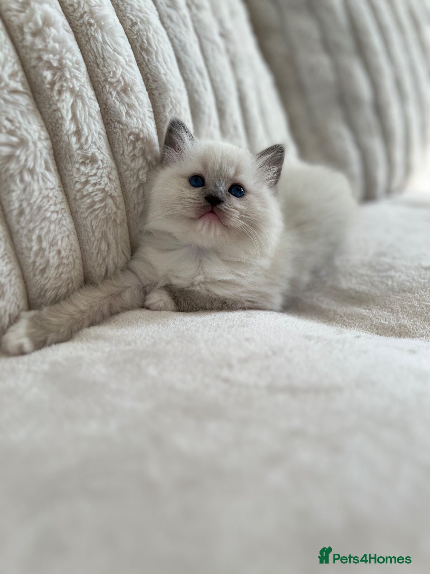 Ragdoll cats TICA REGISTERED Gorgeous Ragdoll Kitten - Advert 17