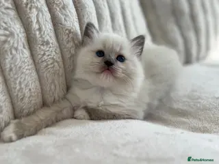 Ragdoll cats TICA REGISTERED Gorgeous Ragdoll Kitten - Advert 17