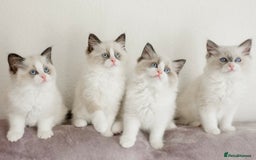 Ragdoll cats for stud: GCCF RAGDOLL STUD CHUNKY BIG BOY MILTON KEYNES in Milton Keynes - Image 11