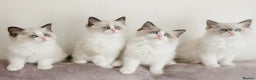 Ragdoll cats for stud: RAGDOLL GCCF STUD CHUNKY BIG BOY MILTON KEYNES in Milton Keynes - Advert 11