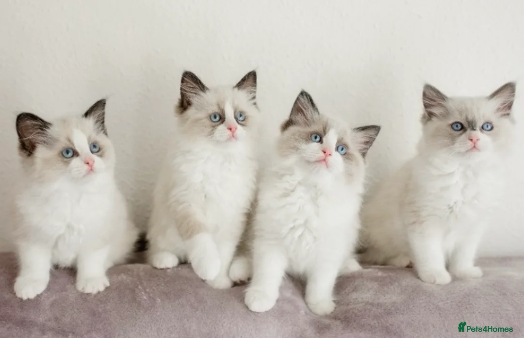 Ragdoll cats for stud: RAGDOLL GCCF STUD CHUNKY BIG BOY MILTON KEYNES in Milton Keynes - Advert 11