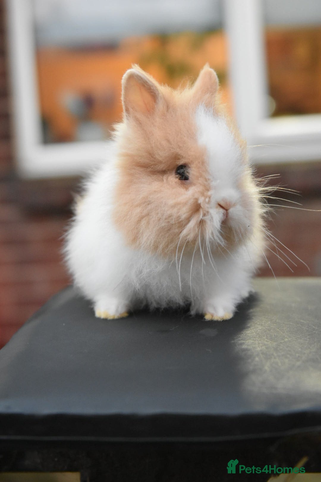 Mixed Breed rabbits for sale: Baby Lionheads Looking For Homes  - Image 4