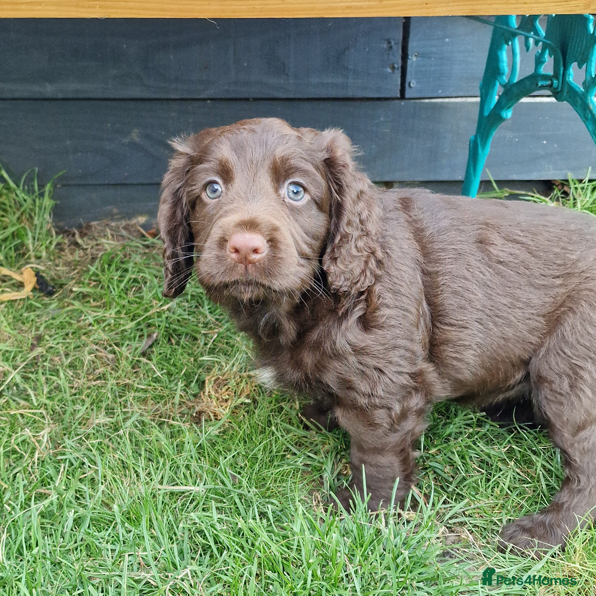 Cocker Spaniel dogs Working Cocker Spaniel, KC, ready 8 May - Advert 1