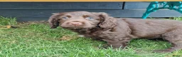 Cocker Spaniel dogs for sale: Working Cocker Spaniel, KC, ready 8 May - Advert 1