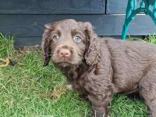 Cocker Spaniel dogs Working Cocker Spaniel, KC, ready 8 May - Advert 1