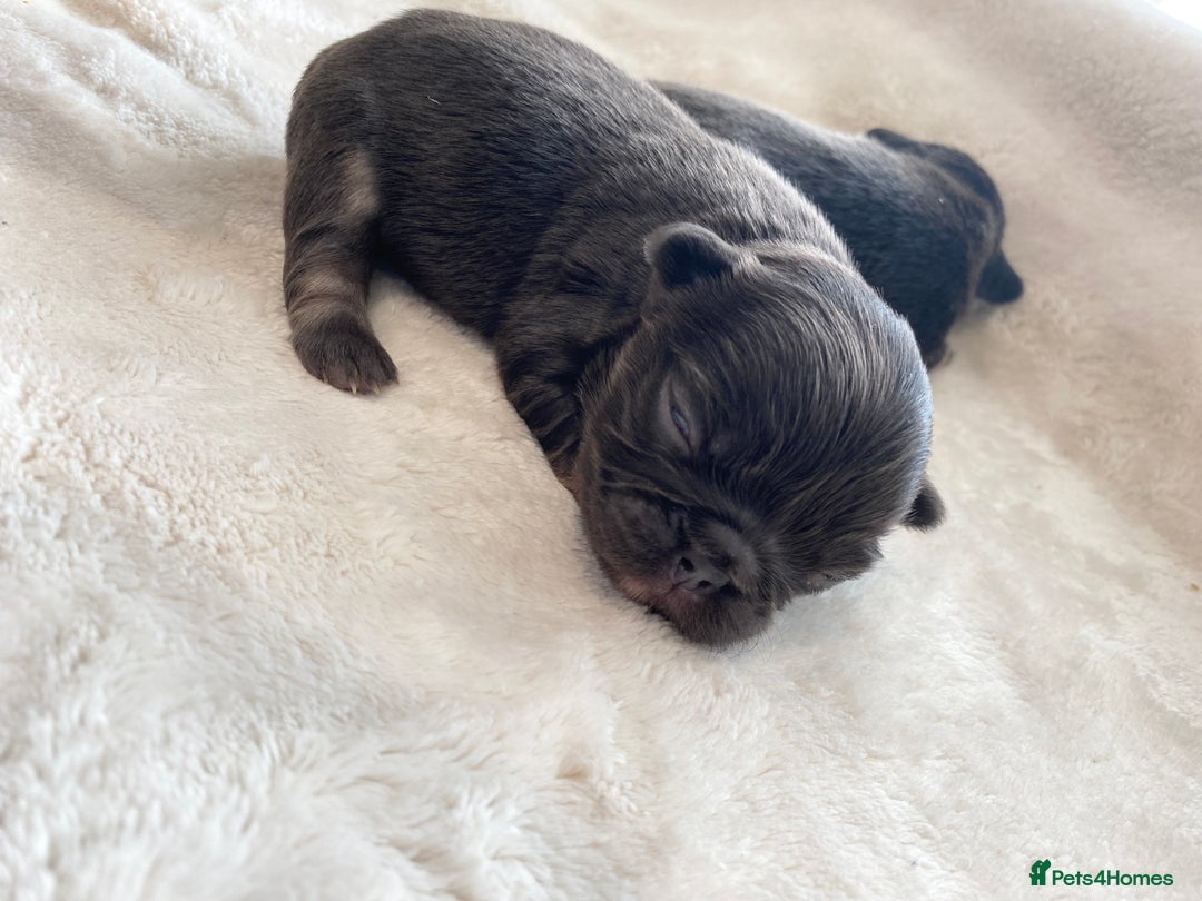 French Bulldog dogs for sale: Beautiful litter off French bulldog puppies  - Image 16