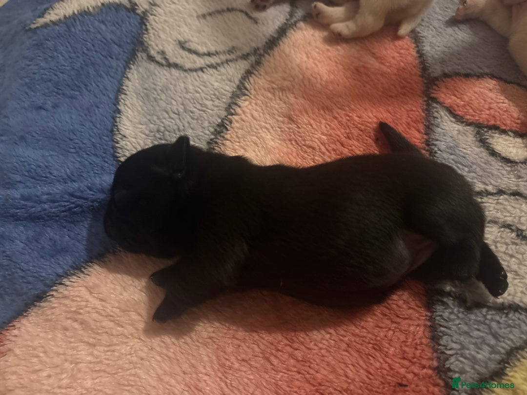 Pug dogs for sale: KC reg pug puppies  - Advert 10