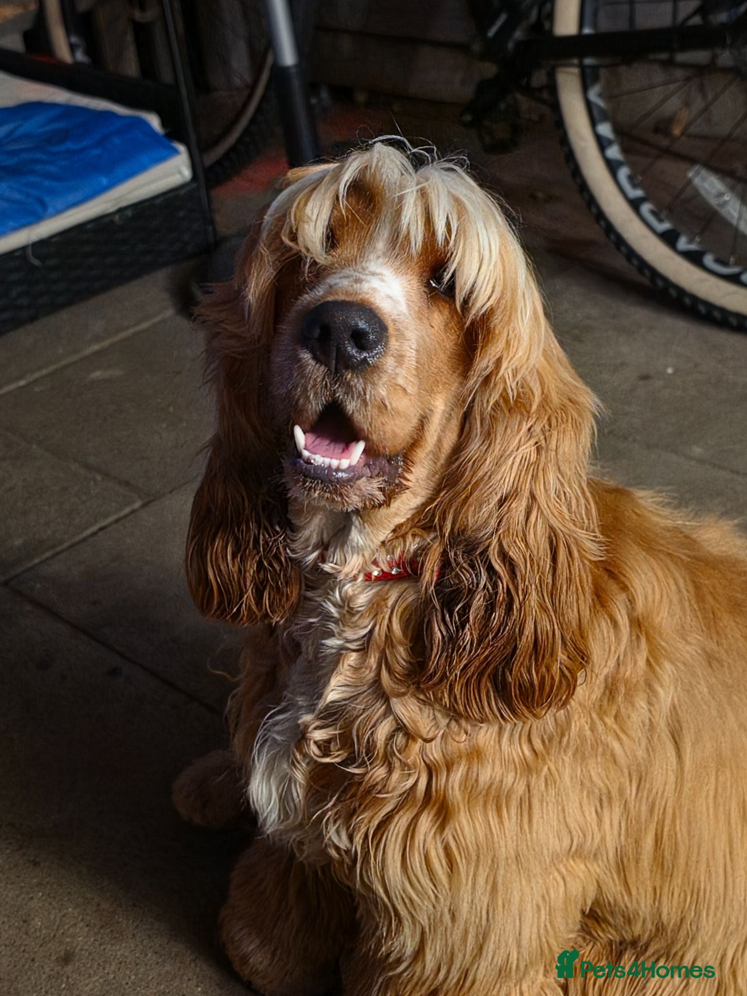 Cocker Spaniel dogs  Cooper English spaniel  - Advert 1
