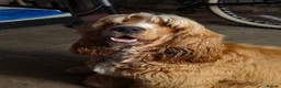 Cocker Spaniel dogs for stud:  Cooper English spaniel  - Advert 1