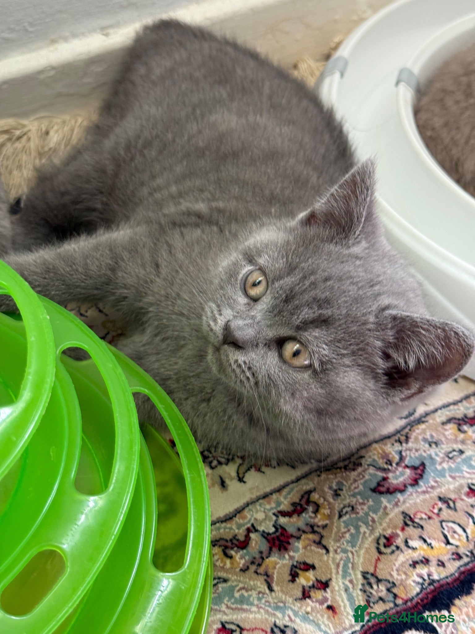British Shorthair cats Adorable kitty  - Advert 2