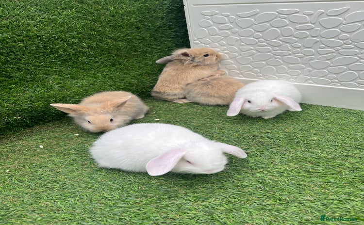 Lionhead rabbits - Advert 8