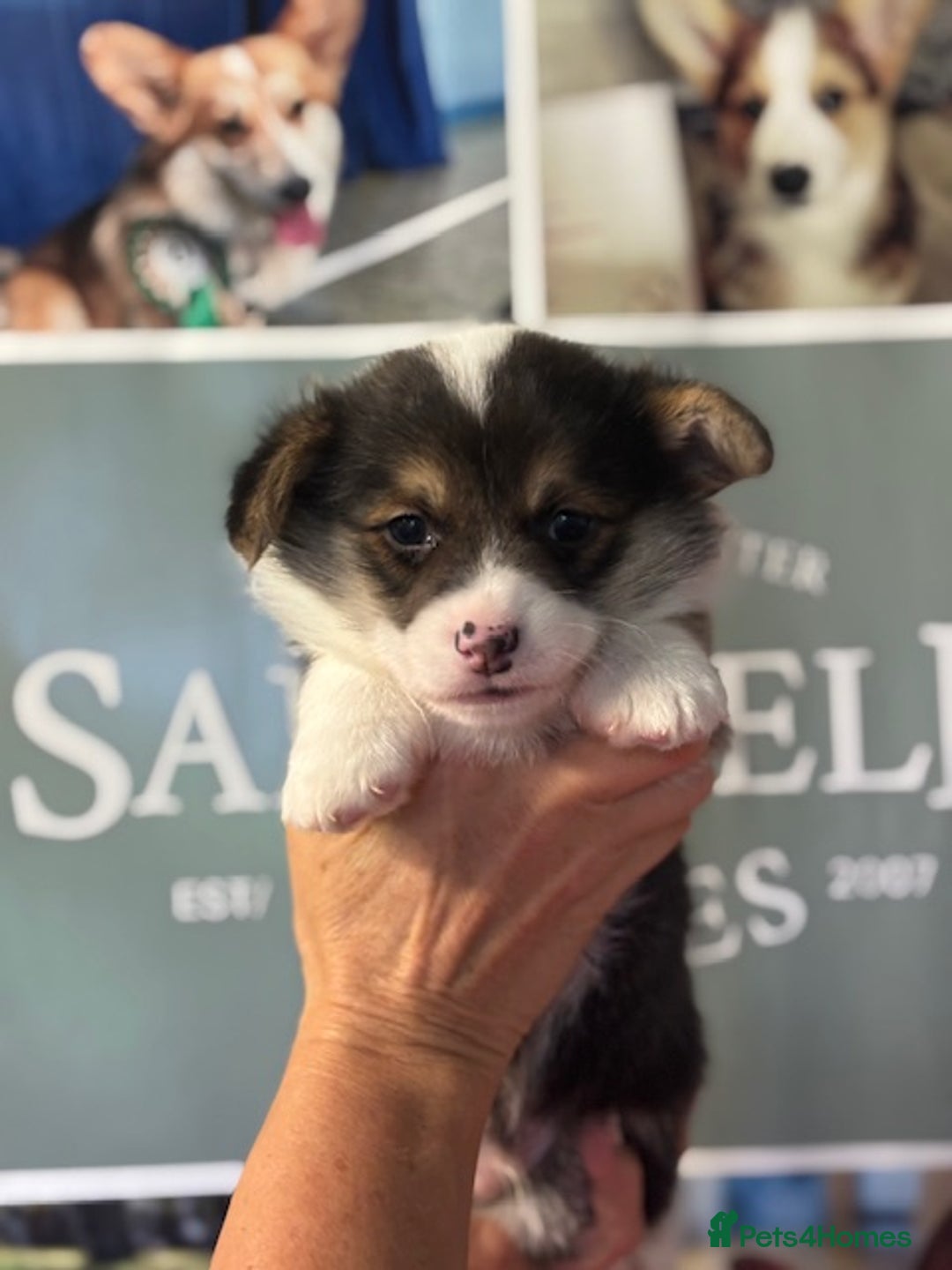Welsh Corgi Pembroke dogs for sale: Tri coloured quality pedigree puppies available - Advert 8