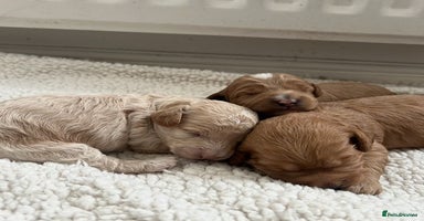 Cavapoo dogs - Advert 2