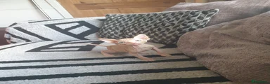 Sphynx Kitten 3