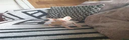 Sphynx cats for sale: Canadian sphynx ready to leave now  - Advert 36