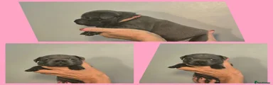 Pink collar