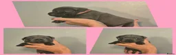 Staffordshire Bull Terrier dogs for sale: Blue Staffy Puppies 💓 - Advert 5