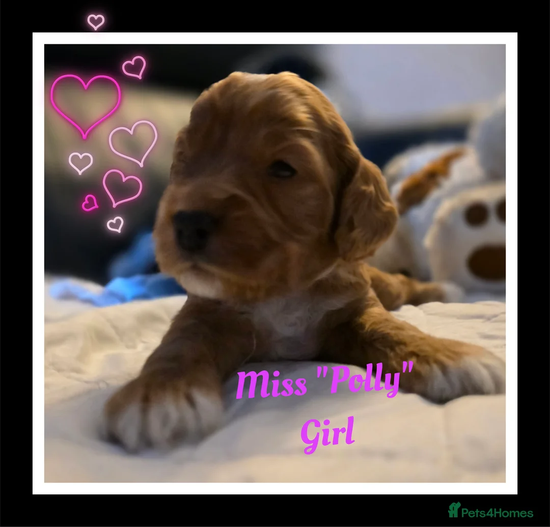 Cockapoo dogs for sale: Adorable Cockerpoo Teddy Bears - Advert 8