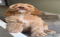 Cockapoo dogs for sale: F2 cockapoo puppies 🐶 ❤️ - Image 19