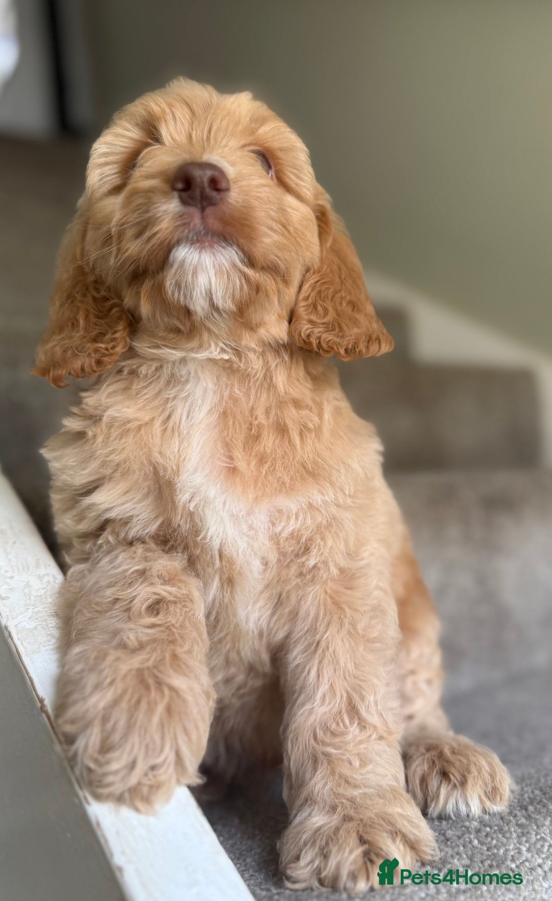 Cockapoo dogs for sale: F2 cockapoo puppies 🐶 ❤️ - Image 19