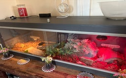 Hermann Tortoise reptiles for sale: Hermann tortoise and set up - Advert 3