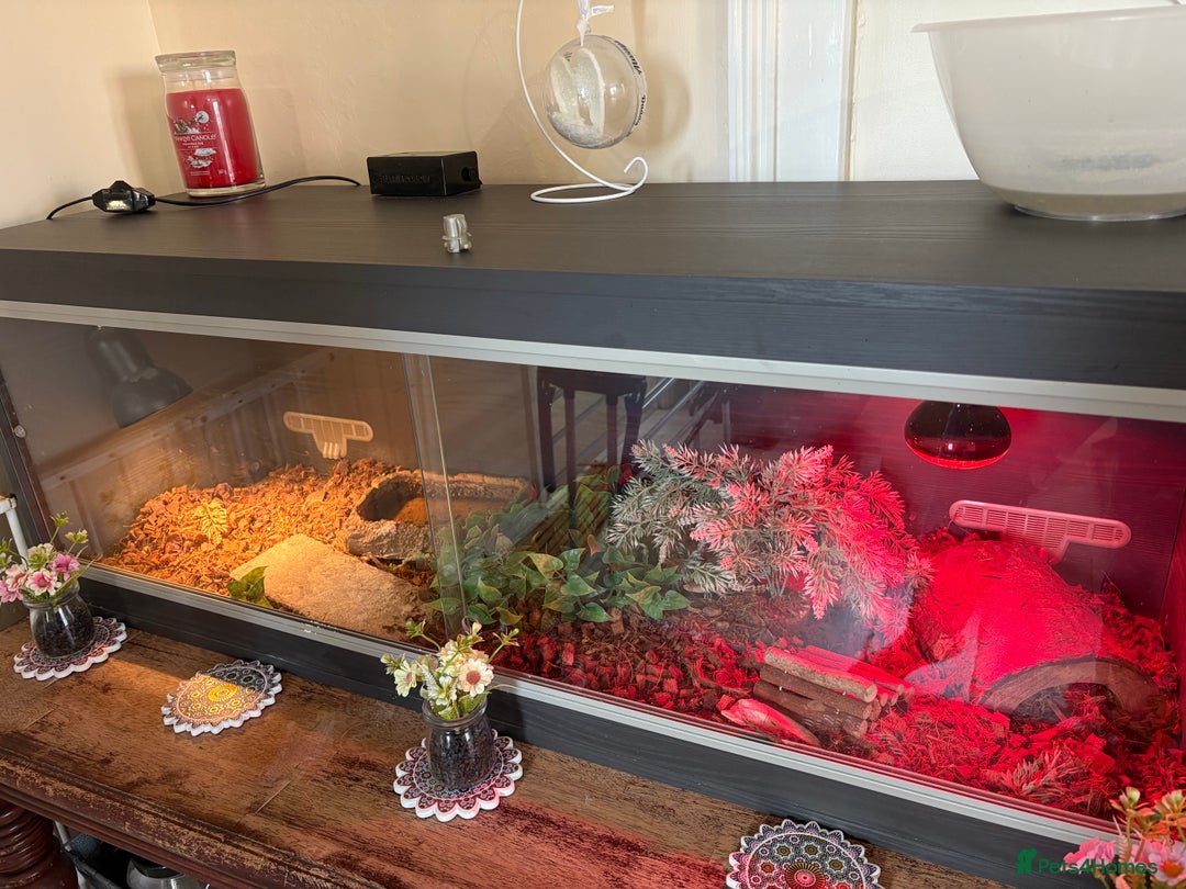 Hermann Tortoise reptiles for sale: Hermann tortoise and set up - Advert 3