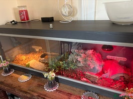 Hermann Tortoise reptiles Hermann tortoise and set up - Advert 1