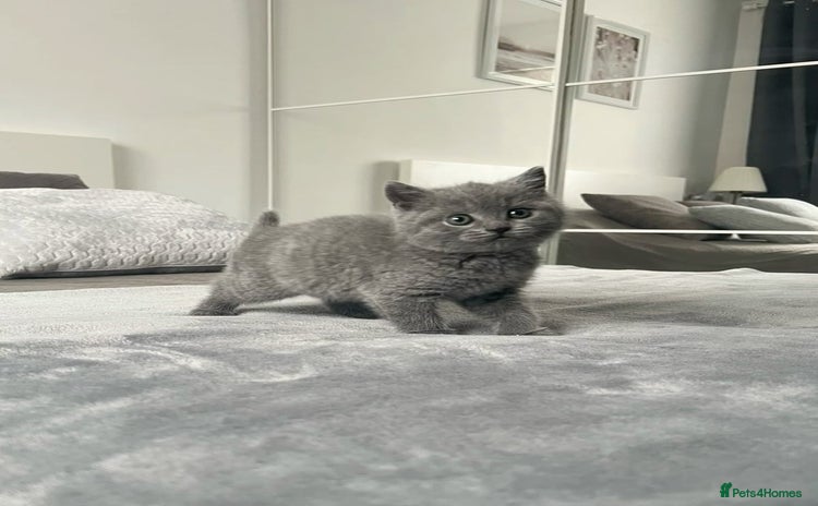 British Shorthair cats - Advert 8