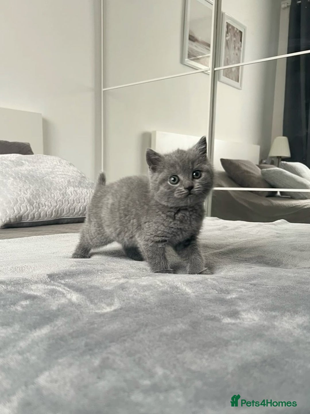 British Shorthair cats for sale: Three British Shorthair Kittens Available Now - Image 1