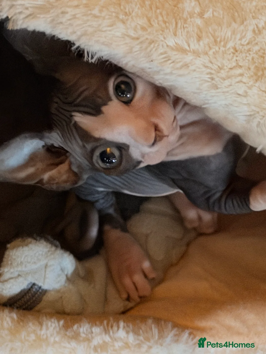 Sphynx cats for sale: Beautiful Sphynx baby girl - Advert 2