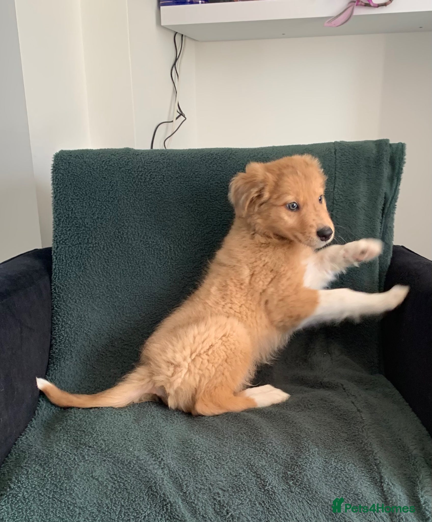 Mixed Breed dogs Old style Lurcher puppies - Ready now  - Advert 18