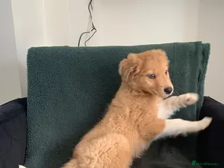 Mixed Breed dogs Old style Lurcher puppies - Ready now - Advert 18