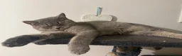British Shorthair cats for sale: 🐾 British Shorthair × British Longhair Kittens 🐾 - Advert 24
